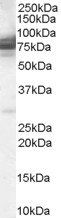 Goat anti-CMG1 / CCDC2 / IFT74 Antibody
