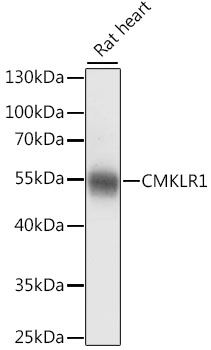 CMKLR1 antibody