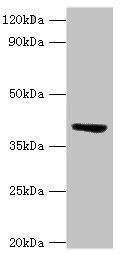 ST3GAL3 Antibody