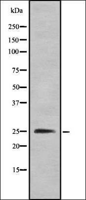 CMTM4 antibody