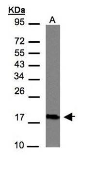 CKLF-like MARVEL transmembrane domain containing 6 antibody