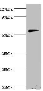 CNDP1 antibody