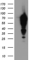 CNDP2 antibody