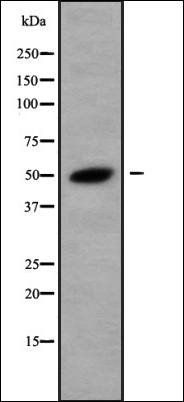 CNDP2 antibody