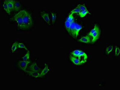 CNGA1 antibody