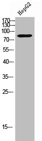 CNGA1 Antibody