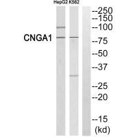 CNGA1 antibody