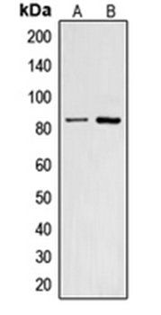 CNGA2 antibody