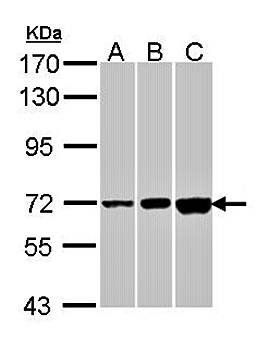 CNGA2 antibody