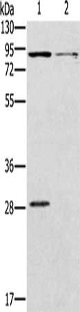 CNGA3 Antibody
