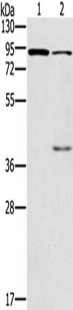 CNGA3 antibody