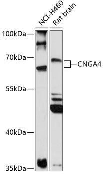 CNGA4 antibody