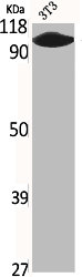 CNGB1 Antibody