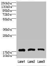 CNIH2 antibody