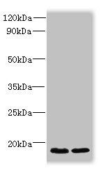 CNIH4 Antibody