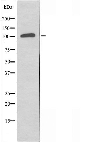 CNKR2 antibody