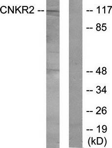 CNKR2 antibody