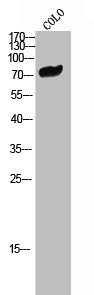 CNKSR1 antibody