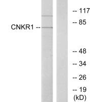 CNKSR1 Antibody