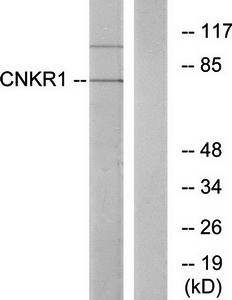 CNKSR1 antibody