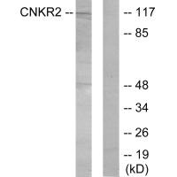 CNKSR2 Antibody