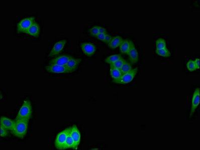CNKSR3 Antibody
