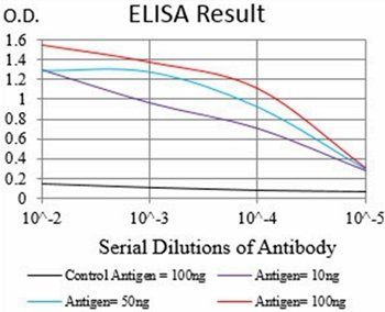 CNN1 Antibody