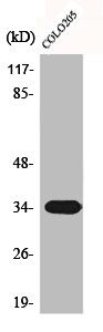 CNN2 antibody