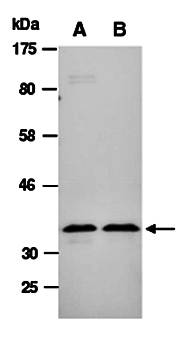 CNN2 antibody