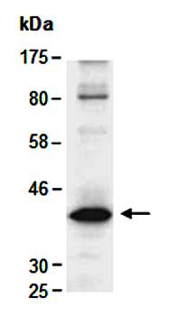 CNN3 antibody