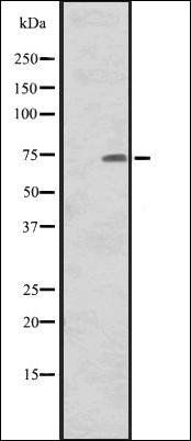 CNNM1 antibody