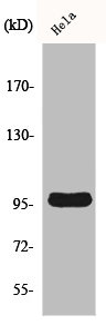 CNNM2 antibody