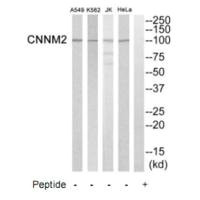 CNNM2 antibody