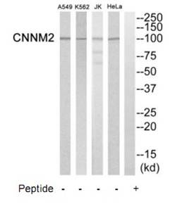 CNNM2 Antibody