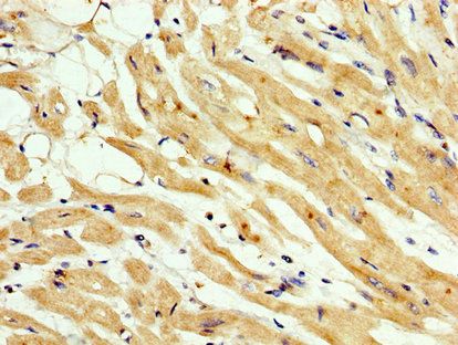 CNNM3 Antibody