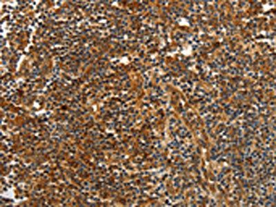 CNNM3 Antibody
