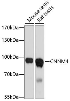 CNNM4 antibody