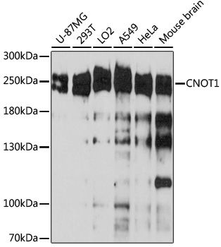 CNOT1 antibody