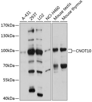 CNOT10 antibody