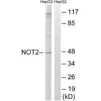 CNOT2 (Ab-101) antibody