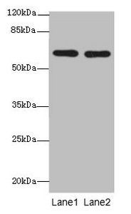 CNOT2 antibody