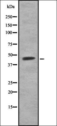 CNOT2 antibody