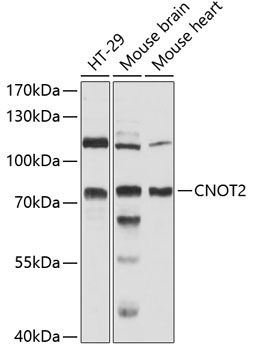 CNOT2 antibody