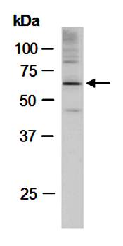 CNOT2 (N) Antibody, Rabbit Polyclonal