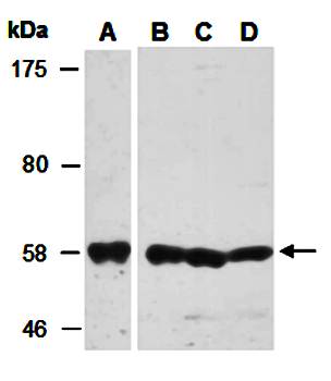 CNOT2 (C) Antibody, Rabbit Polyclonal