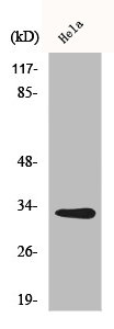 CNOT7 antibody