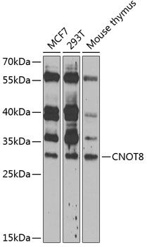 CNOT8 antibody