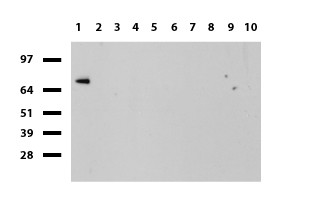 CNPase (CNP) antibody
