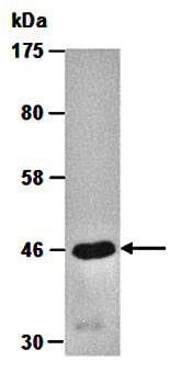 CNPASE antibody