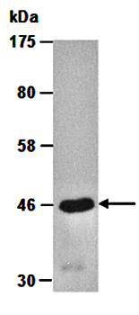 CNPASE (N) Antibody, Mouse Monoclonal